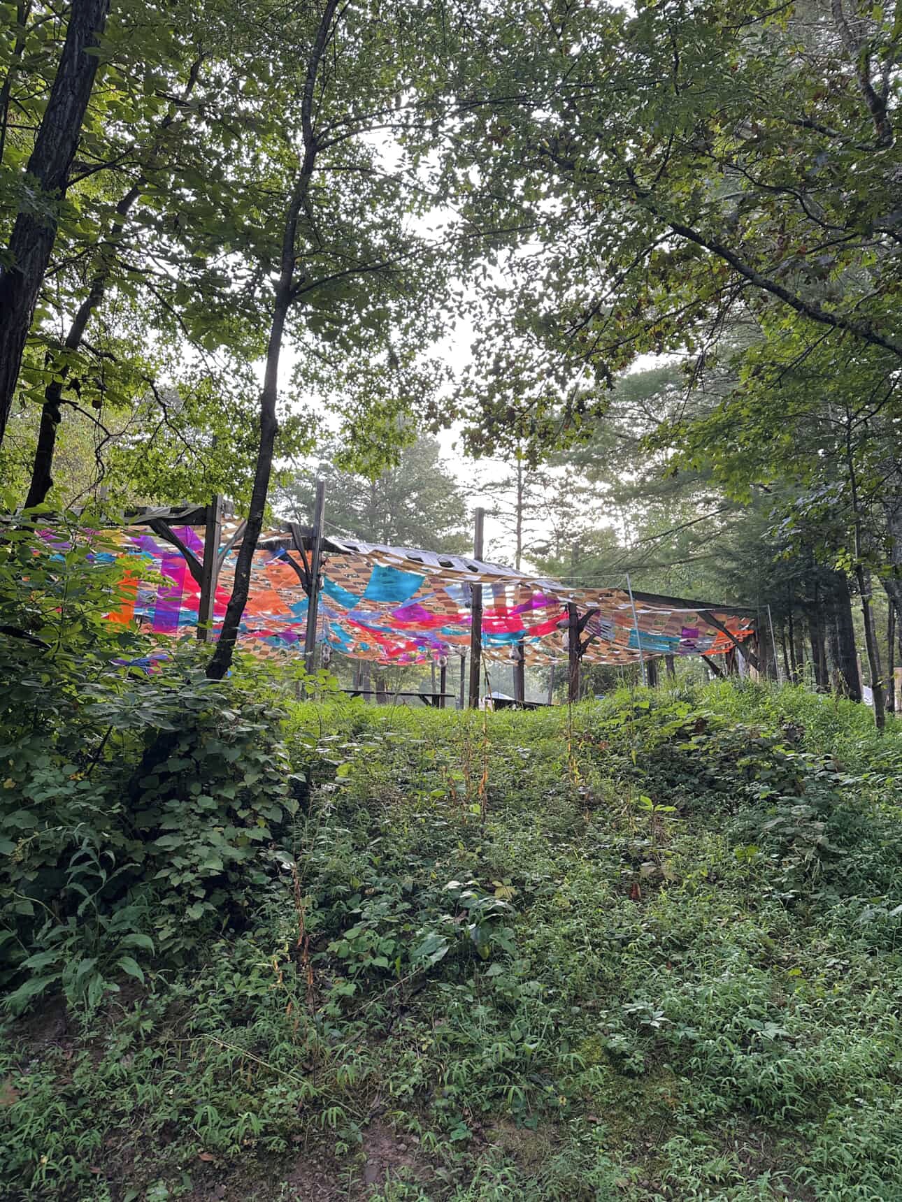 The canopy glimpsed through the trees from the hillside below